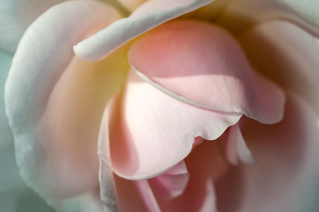 Rosa branca mostrando textura fina