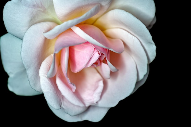 Rosa branca mostrando textura fina