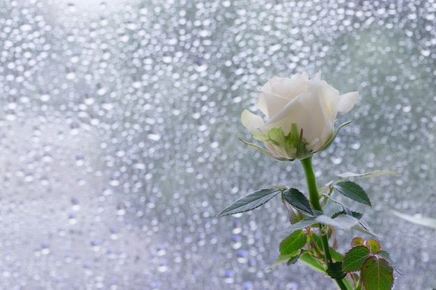 Rosa branca na janela com gotas de água