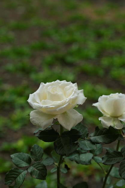 Rosa branca no jardim Bunga mawar