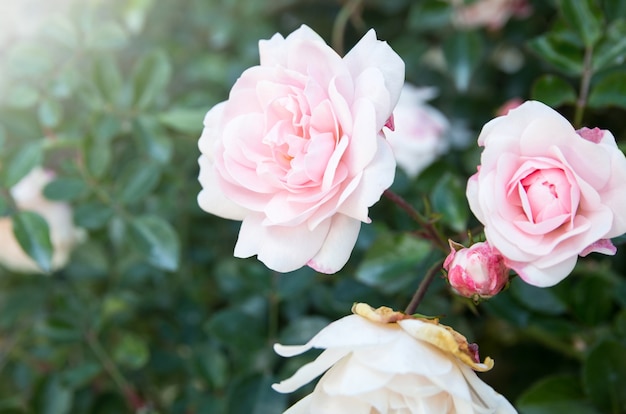 rosa branca no jardim