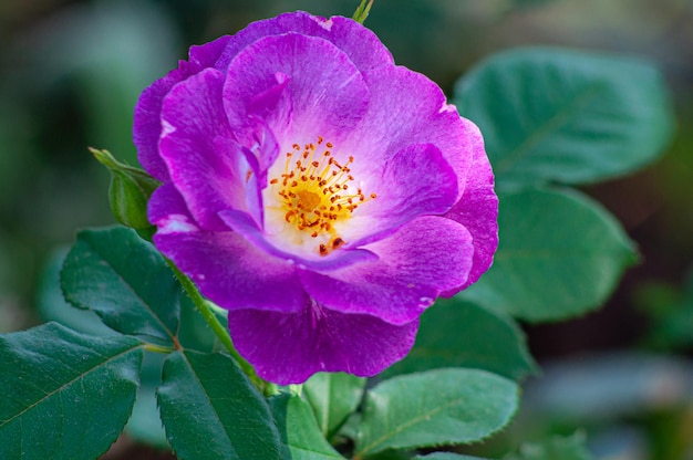 Rosa brilhante do azul para sua variedade Flor azul natural aberta em fundo desfocado