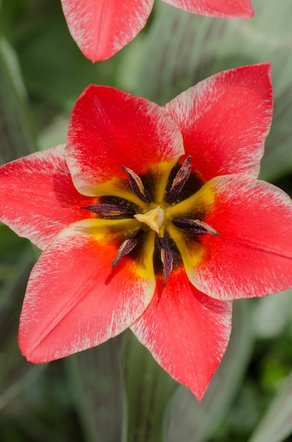 Rosa brillante con rayas blancas en pétalos Jardín de primavera con tulipanes rosas y blancos a rayas Czaar Peter