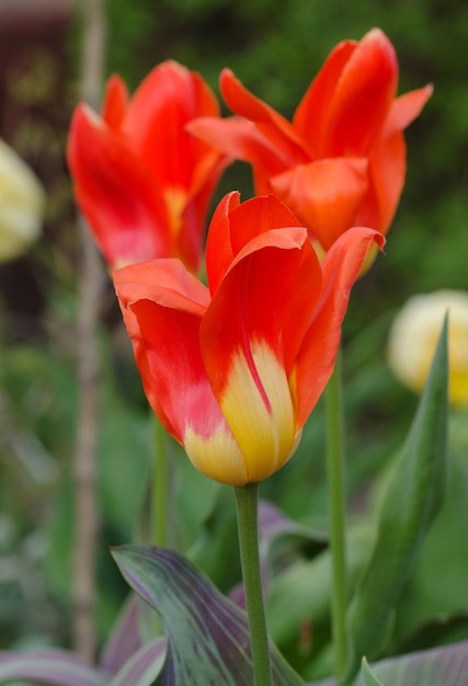 Rosa brillante con rayas blancas en pétalos Jardín de primavera con tulipanes rosas y blancos a rayas Miramare