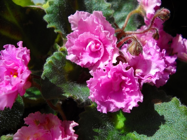 Rosa brillante Saintpaulia Algunas flores Planta de interior Interior y comodidad del hogar Primer plano sobre hojas verdes