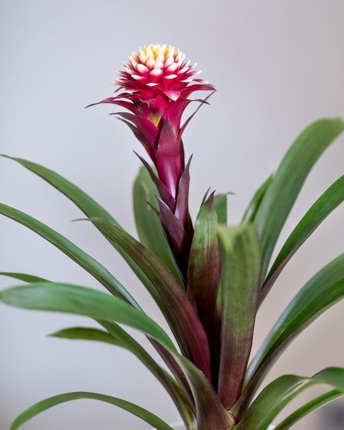 Foto rosa bromelia, planta bromeliaceae closeup