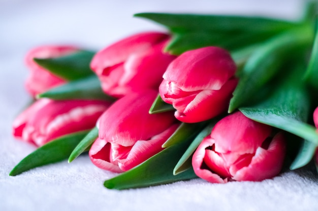 rosa buquê de tulipa closeup.