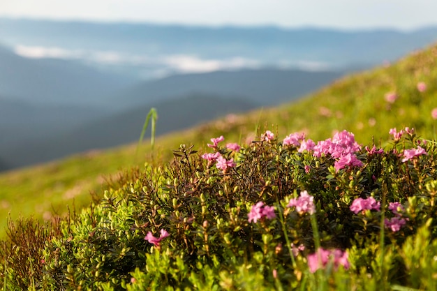 Rosa Busch von Rhododendron-Blüten auf dem Hintergrund der Berglandschaft Karpaten Ukraine