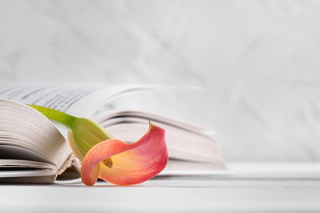 Rosa Calla-Lilie auf einem aufgeschlagenen Buch auf weißem Hintergrund. Welttag des Buches, 23. April, Internationaler Tag der Alphabetisierung