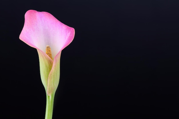 Rosa Calla-Lilien auf schwarzem Hintergrund für Valentinstagskarte oder Valentinstagsgeschenk, Geburtstag, Dating, Jubiläum. Rosa calla Blumen Textur Nahaufnahme mit Kopierraum. Florale Makrofotografie