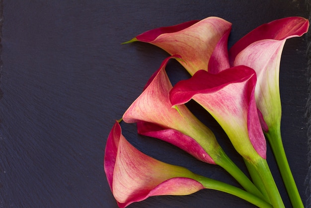 Rosa Calla Lilly Blumen