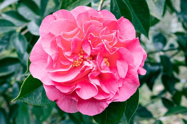 Rosa camelia reticulata flor que crece en el árbol