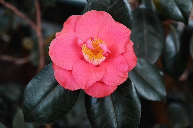 Rosa Camellia japonica Blume in voller Blüte