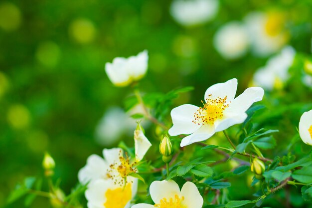 Rosa canina blanca con flores y hojas verdes en un fondo borroso