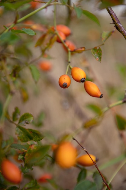 Rosa Canina oder rote Hagebuttenfrucht