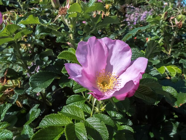 Rosa Cão Ornamental Cultivada