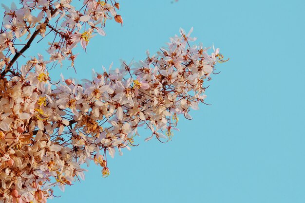 Rosa Cassia, rosa Dusche, Wunschbaum, Cassia bakeriana Craib