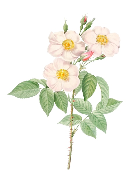La rosa de Castilla es transparente png