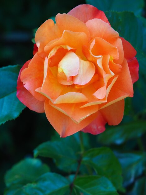 Una rosa con un centro amarillo y un centro rojo.