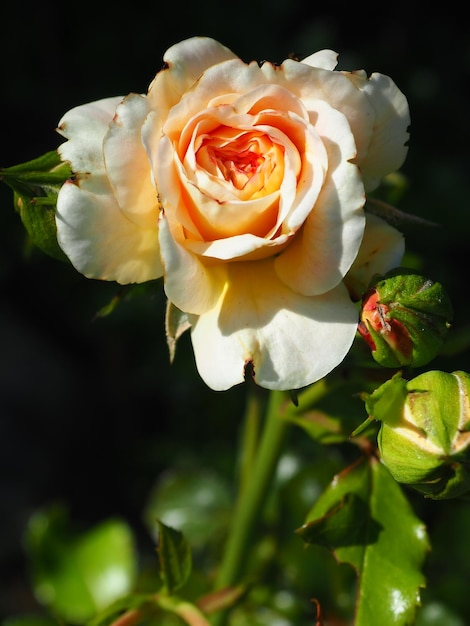 Una rosa con un centro amarillo y una mancha roja en el centro.