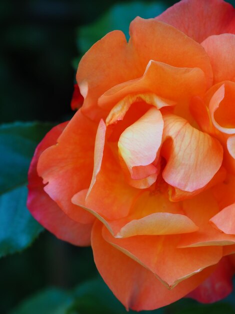 Una rosa con un centro rojo y naranja.