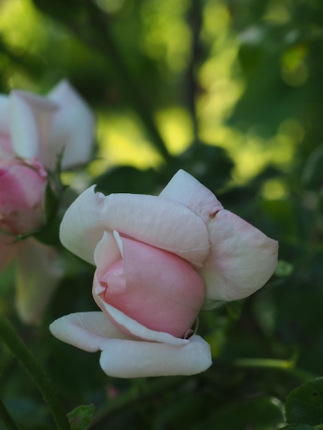 Foto una rosa en una cesta colgante