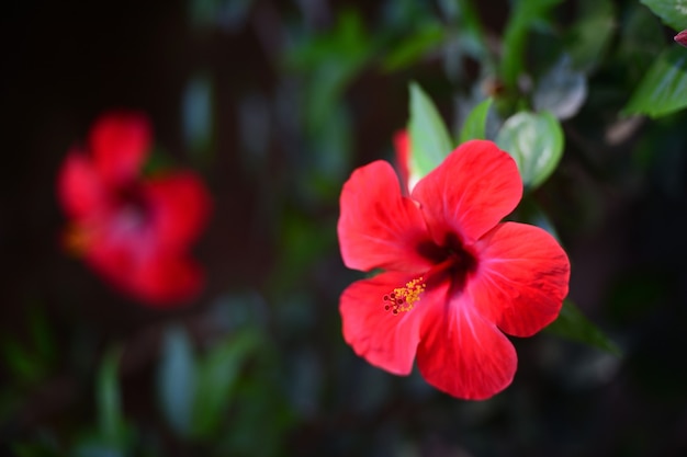 Rosa chinesa