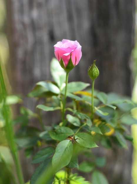 Rosa chinesische Rose in einer Gartennahaufnahme