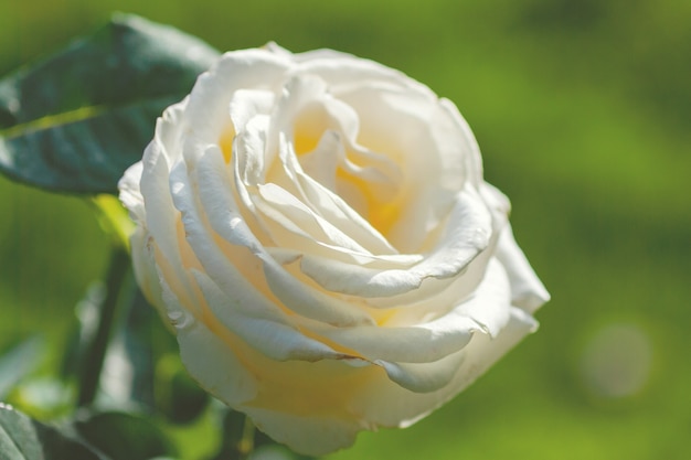 Rosa Chopin (Frederyk Chopin) - cultivar de rosa de té híbrido de crema claro a amarillo pálido de Zyla