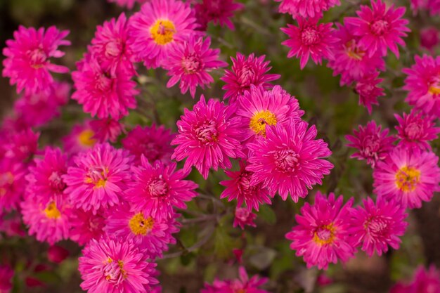 Rosa Chrysantheme blüht im Spätherbst auf einem Blumenbeet