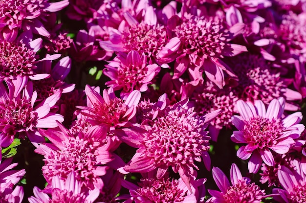 Rosa Chrysantheme blüht Makrobild-Blumenhintergrund