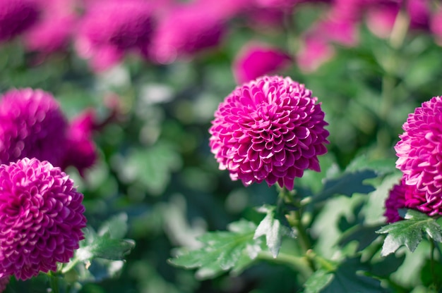 Rosa Chrysantheme im Garten