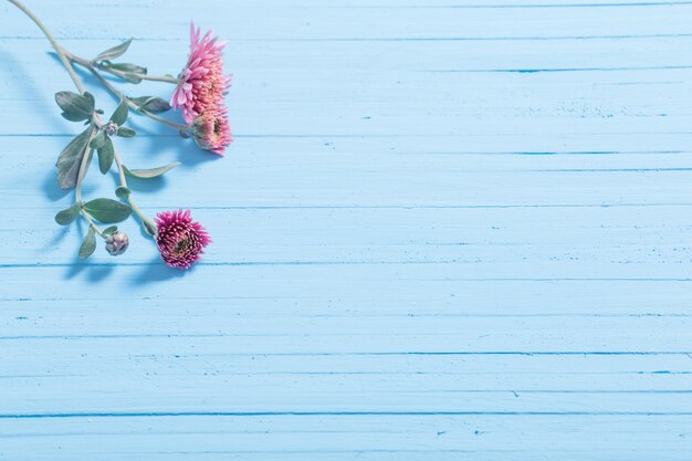 Rosa Chrysanthemen auf blauem hölzernem Hintergrund