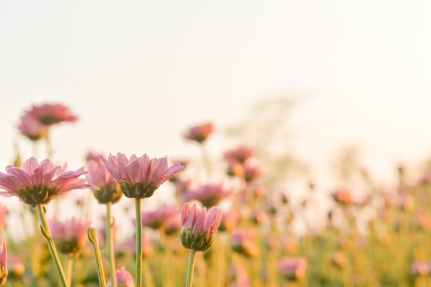 Rosa Chrysanthemenblume auf dem Gebiet mit Aufflackern vom Sonnenschein und von süßem warmem bokeh Hintergrund.