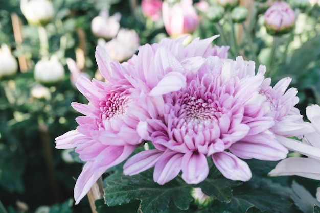 Rosa Chrysanthemenblume im Garten mit Unschärfehintergrund