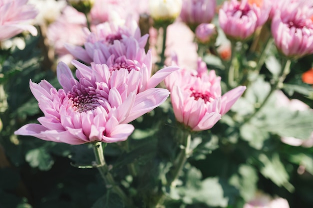 Rosa Chrysanthemenblume im Garten mit Unschärfehintergrund