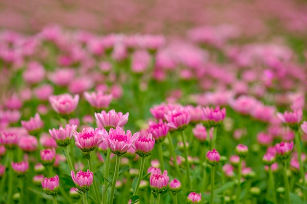 Foto rosa chrysanthemenblume im gerden