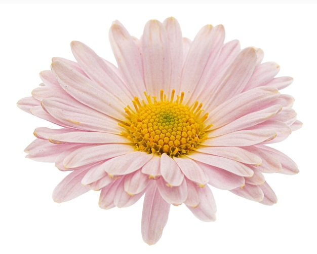 Rosa Chrysanthemenblume isoliert auf weißem Hintergrund
