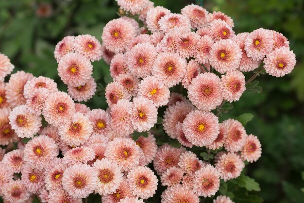 Rosa Chrysanthemenblumen auf einem grünen Busch