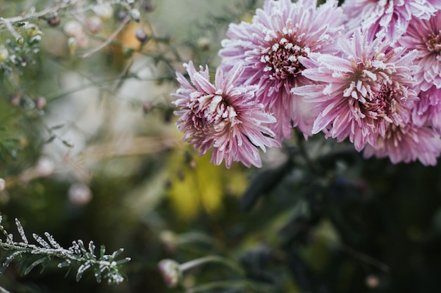 Rosa Chrysanthemenblumen bedeckt mit Reif