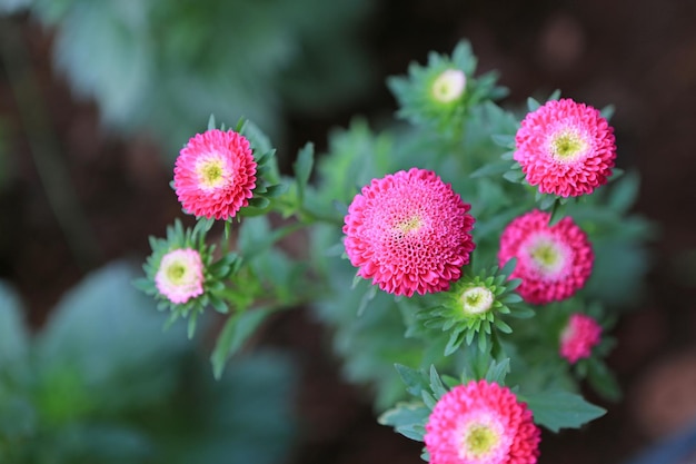 Rosa Chrysanthemenblumen im Herbstgarten