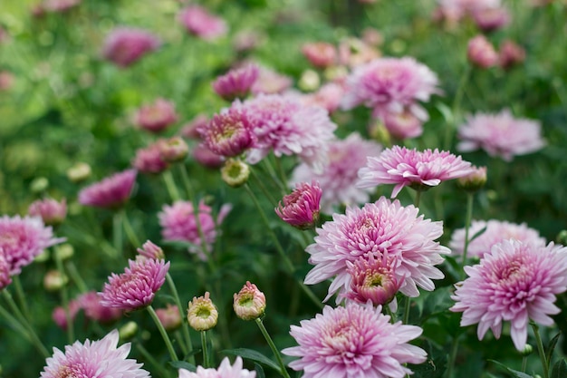 Rosa Chrysanthemenblumen in einem Garten