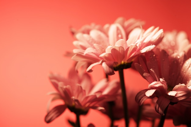 Rosa Chrysanthemenblumen schließen herauf Bild