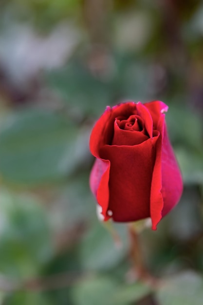 Rosa cinnamomea o capullo rojo rosa canela en el diseño del jardín