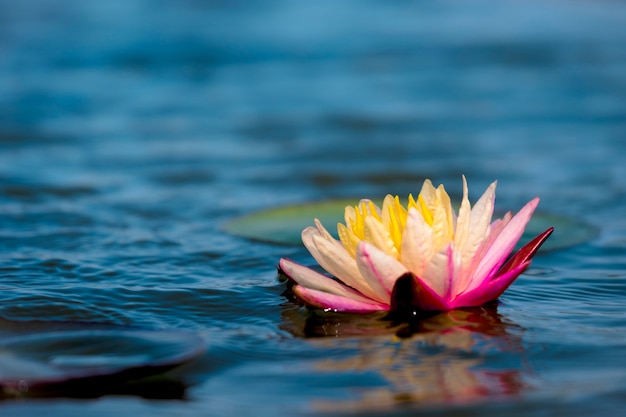 Rosa claro del lirio de agua o loto con polen amarillo en la superficie del agua en el estanque.