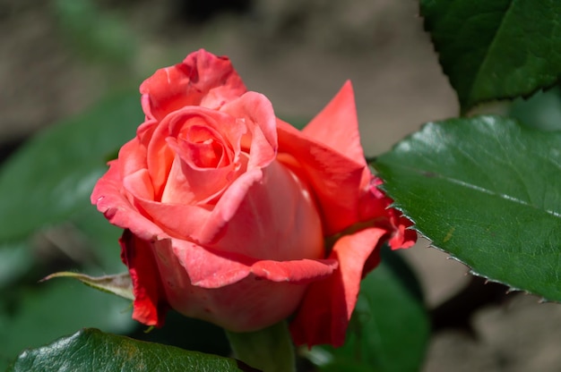 Rosa color coral al sol