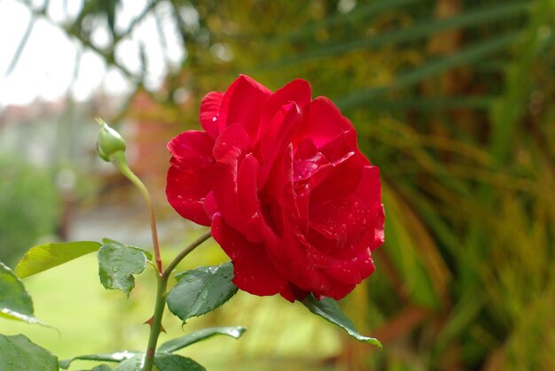 Rosa de color rojo y amarillo en un jardín en un día soleado