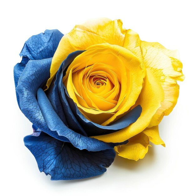 una rosa de colores azul y amarillo sobre un fondo blanco