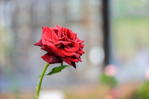 Rosa com botões em um jardim romântico.