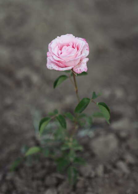 Foto rosa com cor rosa no jardim